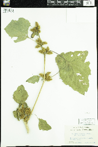 Xanthium strumarium image