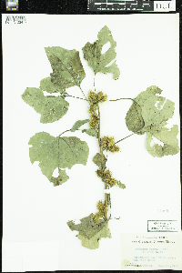Xanthium strumarium image
