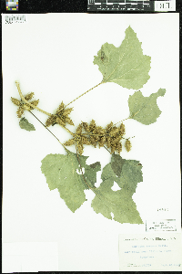 Xanthium strumarium image
