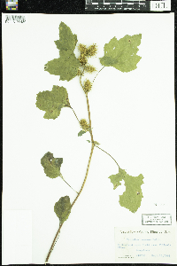 Xanthium strumarium image