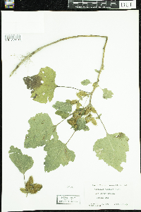 Xanthium strumarium image