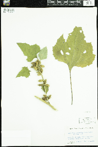 Xanthium strumarium image