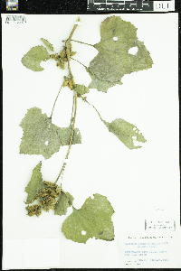 Xanthium strumarium image