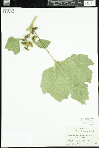 Xanthium strumarium image