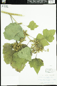 Xanthium strumarium image