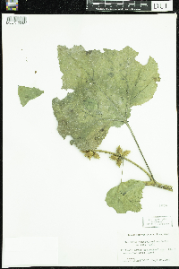 Xanthium strumarium image