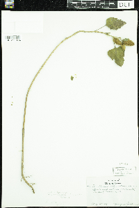 Xanthium strumarium image