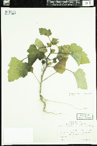 Xanthium strumarium image