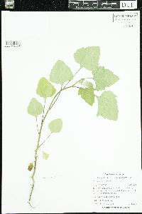 Xanthium strumarium image