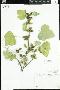 Xanthium strumarium image