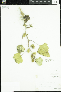 Xanthium strumarium image