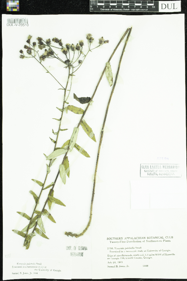 Vernonia pulchella image