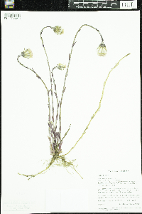 Tussilago farfara image