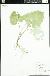 Tussilago farfara image