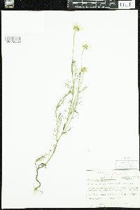 Tripleurospermum inodorum image