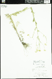 Tripleurospermum inodorum image