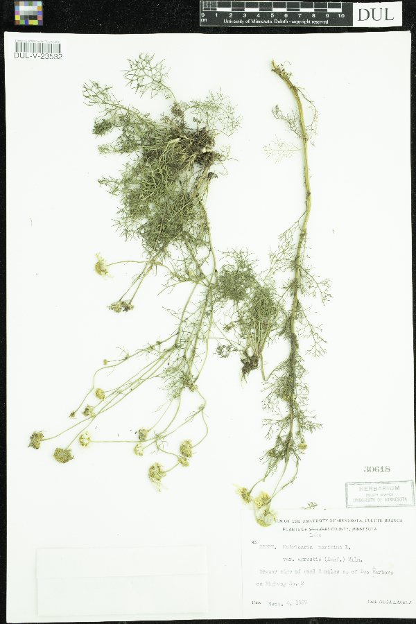 Tripleurospermum inodorum image