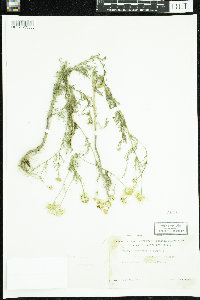 Tripleurospermum inodorum image