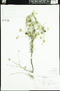 Tripleurospermum inodorum image