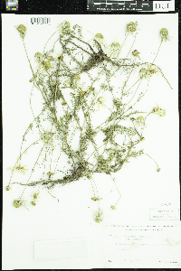 Tripleurospermum inodorum image