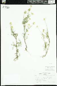 Tripleurospermum inodorum image