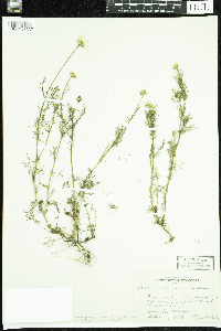 Tripleurospermum inodorum image