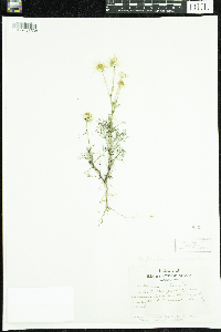 Tripleurospermum inodorum image