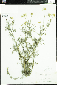 Tripleurospermum inodorum image