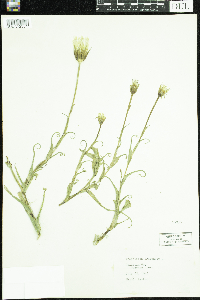 Tragopogon pratensis image