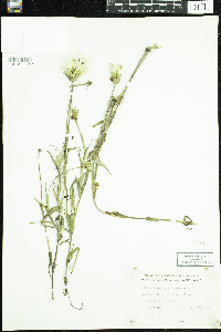Tragopogon pratensis image
