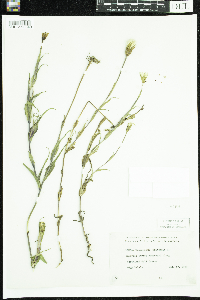 Tragopogon pratensis image