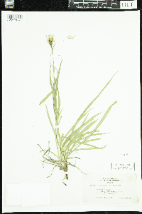 Tragopogon pratensis image