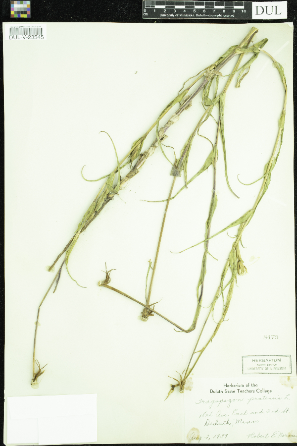 Tragopogon pratensis image