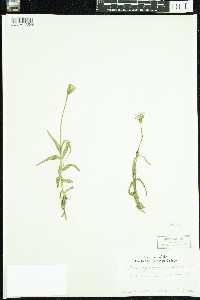 Tragopogon pratensis image