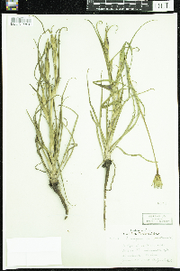 Tragopogon pratensis image