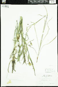 Tragopogon pratensis image