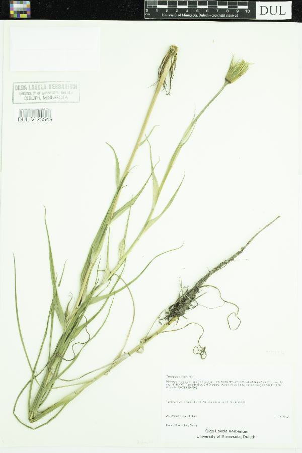 Tragopogon dubius image