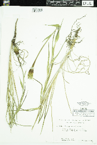 Tragopogon dubius image