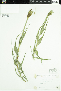 Tragopogon dubius image