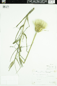 Tragopogon dubius image