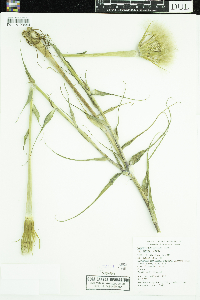 Tragopogon dubius image