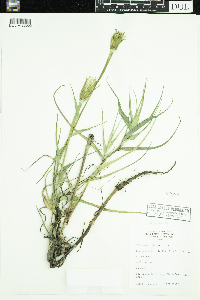 Tragopogon dubius image