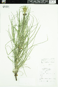 Tragopogon dubius image