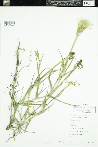 Tragopogon dubius image