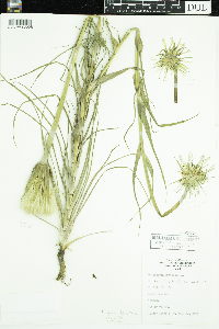 Tragopogon dubius image