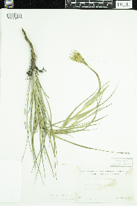 Tragopogon dubius image