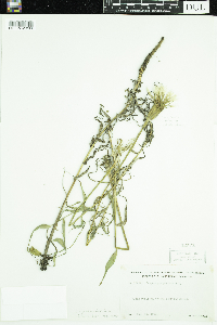 Tragopogon dubius image
