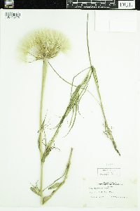 Tragopogon dubius image