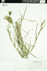 Tragopogon dubius image