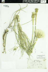 Tragopogon dubius image